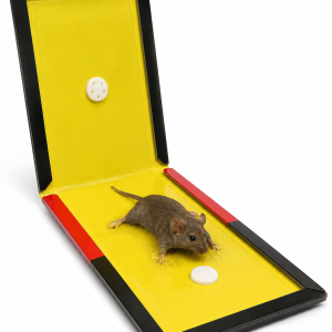 Glue Pad
