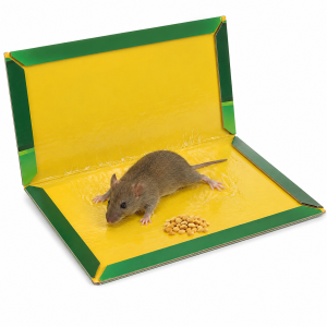 Rat Glue Pad MAX – Heavy Duty Rodent Glue Board